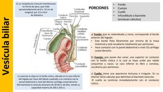 Anatomia de Higado y Vias Biliares - Grecia Colmenares.pdf