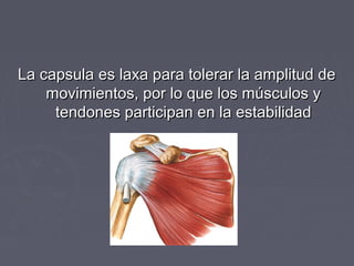 La capsula eess llaaxxaa ppaarraa ttoolleerraarr llaa aammpplliittuudd ddee 
mmoovviimmiieennttooss,, ppoorr lloo qquuee llooss mmúússccuullooss yy 
tteennddoonneess ppaarrttiicciippaann eenn llaa eessttaabbiilliiddaadd 
 