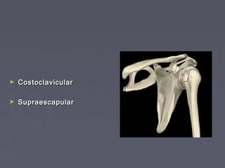 ► CCoossttooccllaavviiccuullaarr 
► SSuupprraaeessccaappuullaarr 
 