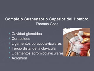 Complejo Suspensorio Superior del Hombro 
Thomas Goss 
 Cavidad glenoidea 
 Coracoides 
 Ligamentos coracoclaviculares 
 Tercio distal de la clavícula 
 Ligamentos acromioclaviculares 
 Acromion 
 