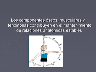 LLooss ccoommppoonneenntteess óósseeooss,, mmuussccuullaarreess yy 
tteennddiinnoossaass ccoonnttrriibbuuyyeenn eenn eell mmaanntteenniimmiieennttoo 
ddee rreellaacciioonneess aannaattóómmiiccaass eessttaabblleess 
 