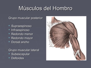 MMúússccuullooss ddeell HHoommbbrroo 
GGrruuppoo mmuussccuullaarr ppoosstteerriioorr 
 SSuupprraaeessppiinnoossoo 
 IInnffrraaeessppiinnoossoo 
 RReeddoonnddoo mmeennoorr 
 RReeddoonnddoo mmaayyoorr 
 DDoorrssaall aanncchhoo 
GGrruuppoo mmuussccuullaarr llaatteerraall 
 SSuubbeessccaappuullaarr 
 DDeellttooiiddeess 
 