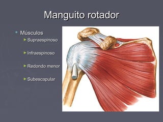 MMaanngguuiittoo rroottaaddoorr 
 MMúússccuullooss 
►SSuupprraaeessppiinnoossoo 
►IInnffrraaeessppiinnoossoo 
►RReeddoonnddoo mmeennoorr 
►SSuubbeessccaappuullaarr 
 