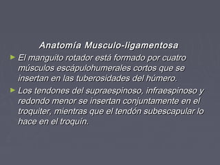 Anatomía MMuussccuulloo--lliiggaammeennttoossaa 
►EEll mmaanngguuiittoo rroottaaddoorr eessttáá ffoorrmmaaddoo ppoorr ccuuaattrroo 
mmúússccuullooss eessccááppuulloohhuummeerraalleess ccoorrttooss qquuee ssee 
iinnsseerrttaann eenn llaass ttuubbeerroossiiddaaddeess ddeell hhúúmmeerroo.. 
►LLooss tteennddoonneess ddeell ssuupprraaeessppiinnoossoo,, iinnffrraaeessppiinnoossoo yy 
rreeddoonnddoo mmeennoorr ssee iinnsseerrttaann ccoonnjjuunnttaammeennttee eenn eell 
ttrrooqquuiitteerr,, mmiieennttrraass qquuee eell tteennddóónn ssuubbeessccaappuullaarr lloo 
hhaaccee eenn eell ttrrooqquuíínn.. 
 