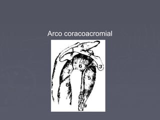 Arco coracoacromial 
 
