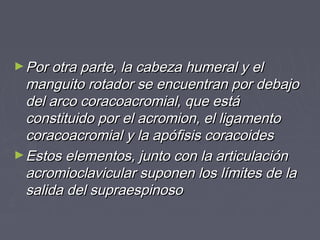 ►Por otra ppaarrttee,, llaa ccaabbeezzaa hhuummeerraall yy eell 
mmaanngguuiittoo rroottaaddoorr ssee eennccuueennttrraann ppoorr ddeebbaajjoo 
ddeell aarrccoo ccoorraaccooaaccrroommiiaall,, qquuee eessttáá 
ccoonnssttiittuuiiddoo ppoorr eell aaccrroommiioonn,, eell lliiggaammeennttoo 
ccoorraaccooaaccrroommiiaall yy llaa aappóóffiissiiss ccoorraaccooiiddeess 
►EEssttooss eelleemmeennttooss,, jjuunnttoo ccoonn llaa aarrttiiccuullaacciióónn 
aaccrroommiiooccllaavviiccuullaarr ssuuppoonneenn llooss llíímmiitteess ddee llaa 
ssaalliiddaa ddeell ssuupprraaeessppiinnoossoo 
 