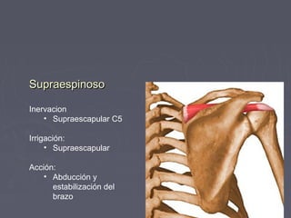 SSuupprraaeessppiinnoossoo 
Inervacion 
• Supraescapular C5 
Irrigación: 
• Supraescapular 
Acción: 
• Abducción y 
estabilización del 
brazo 
 