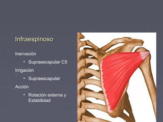 IInnffrraaeessppiinnoossoo 
Inervación 
• Supraescapular C5 
Irrigación 
• Supraescapular 
Acción 
• Rotación externa y 
Estabilidad 
 