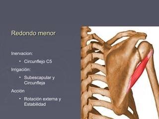 RReeddoonnddoo mmeennoorr 
Inervacion: 
• Circunflejo C5 
Irrigación: 
• Subescapular y 
Circunfleja 
Acción 
• Rotación externa y 
Estabilidad 
 