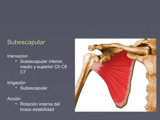 SSuubbeessccaappuullaarr 
Inervacion 
• Subescapular inferior, 
medio y superior C5 C6 
C7 
Irrigación 
• Subescapular 
Acción 
• Rotación interna del 
brazo estabilidad 
 