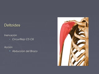 DDeellttooiiddeess 
IInneerrvvaacciióónn 
• CCiirrccuunnfflleejjoo CC55 CC66 
AAcccciióónn 
 AAbbdduucccciióónn ddeell BBrraazzoo 
 
