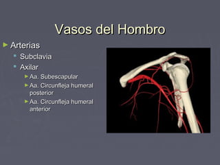 VVaassooss ddeell HHoommbbrroo 
►AArrtteerriiaass 
 SSuubbccllaavviiaa 
 AAxxiillaarr 
►AAaa.. SSuubbeessccaappuullaarr 
►AAaa.. CCiirrccuunnfflleejjaa hhuummeerraall 
ppoosstteerriioorr 
►AAaa.. CCiirrccuunnfflleejjaa hhuummeerraall 
aanntteerriioorr 
 