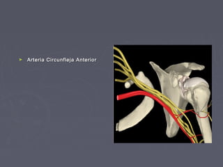 ► Arteria Circunfleja AAnntteerriioorr 
 