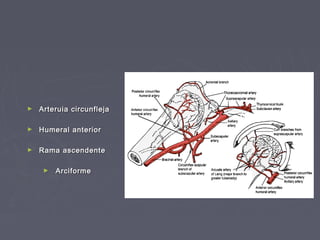 ► Arteruia cciirrccuunnfflleejjaa 
► HHuummeerraall aanntteerriioorr 
► RRaammaa aasscceennddeennttee 
► AArrcciiffoorrmmee 
 