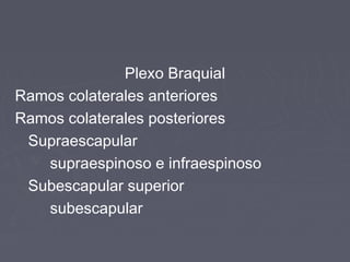 Plexo Braquial 
Ramos colaterales anteriores 
Ramos colaterales posteriores 
Supraescapular 
supraespinoso e infraespinoso 
Subescapular superior 
subescapular 
 