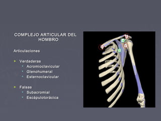 CCOOMMPPLLEEJJOO AARRTTIICCUULLAARR DDEELL 
HHOOMMBBRROO 
AArrttiiccuullaacciioonneess 
► VVeerrddaaddeerraass 
 AAccrroommiiooccllaavviiccuullaarr 
 GGlleennoohhuummeerraall 
 EEsstteerrnnooccllaavviiccuullaarr 
► FFaallssaass 
 SSuubbaaccrroommiiaall 
 EEssccááppuulloottoorráácciiccaa 
 