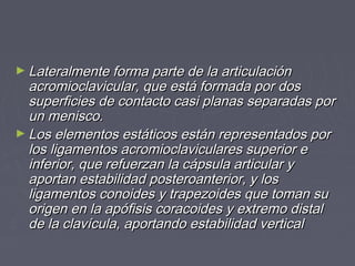 ►Lateralmente forma ppaarrttee ddee llaa aarrttiiccuullaacciióónn 
aaccrroommiiooccllaavviiccuullaarr,, qquuee eessttáá ffoorrmmaaddaa ppoorr ddooss 
ssuuppeerrffiicciieess ddee ccoonnttaaccttoo ccaassii ppllaannaass sseeppaarraaddaass ppoorr 
uunn mmeenniissccoo.. 
►LLooss eelleemmeennttooss eessttááttiiccooss eessttáánn rreepprreesseennttaaddooss ppoorr 
llooss lliiggaammeennttooss aaccrroommiiooccllaavviiccuullaarreess ssuuppeerriioorr ee 
iinnffeerriioorr,, qquuee rreeffuueerrzzaann llaa ccááppssuullaa aarrttiiccuullaarr yy 
aappoorrttaann eessttaabbiilliiddaadd ppoosstteerrooaanntteerriioorr,, yy llooss 
lliiggaammeennttooss ccoonnooiiddeess yy ttrraappeezzooiiddeess qquuee ttoommaann ssuu 
oorriiggeenn eenn llaa aappóóffiissiiss ccoorraaccooiiddeess yy eexxttrreemmoo ddiissttaall 
ddee llaa ccllaavvííccuullaa,, aappoorrttaannddoo eessttaabbiilliiddaadd vveerrttiiccaall 
 