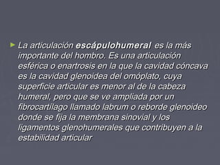 ►LLaa aarrttiiccuullaacciióónn eessccááppuulloohhuummeerraall eess llaa mmááss 
iimmppoorrttaannttee ddeell hhoommbbrroo.. EEss uunnaa aarrttiiccuullaacciióónn 
eessfféérriiccaa oo eennaarrttrroossiiss eenn llaa qquuee llaa ccaavviiddaadd ccóónnccaavvaa 
eess llaa ccaavviiddaadd gglleennooiiddeeaa ddeell oommóóppllaattoo,, ccuuyyaa 
ssuuppeerrffiicciiee aarrttiiccuullaarr eess mmeennoorr aall ddee llaa ccaabbeezzaa 
hhuummeerraall,, ppeerroo qquuee ssee vvee aammpplliiaaddaa ppoorr uunn 
ffiibbrrooccaarrttííllaaggoo llllaammaaddoo llaabbrruumm oo rreebboorrddee gglleennooiiddeeoo 
ddoonnddee ssee ffiijjaa llaa mmeemmbbrraannaa ssiinnoovviiaall yy llooss 
lliiggaammeennttooss gglleennoohhuummeerraalleess qquuee ccoonnttrriibbuuyyeenn aa llaa 
eessttaabbiilliiddaadd aarrttiiccuullaarr 
 