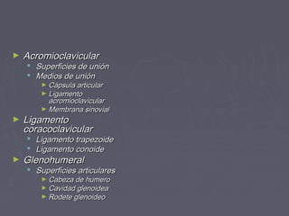 ► AAccrroommiiooccllaavviiccuullaarr 
 SSuuppeerrffiicciieess ddee uunniióónn 
 MMeeddiiooss ddee uunniióónn 
►CCááppssuullaa aarrttiiccuullaarr 
►LLiiggaammeennttoo 
aaccrroommiiooccllaavviiccuullaarr 
►MMeemmbbrraannaa ssiinnoovviiaall 
► LLiiggaammeennttoo 
ccoorraaccooccllaavviiccuullaarr 
 LLiiggaammeennttoo ttrraappeezzooiiddee 
 LLiiggaammeennttoo ccoonnooiiddee 
► GGlleennoohhuummeerraall 
 SSuuppeerrffiicciieess aarrttiiccuullaarreess 
►CCaabbeezzaa ddee hhuummeerroo 
►CCaavviiddaadd gglleennooiiddeeaa 
►RRooddeettee gglleennooiiddeeoo 
 