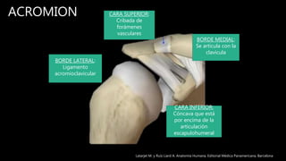 ACROMION CARA SUPERIOR:
Cribada de
forámenes
vasculares
BORDE LATERAL:
Ligamento
acromioclavicular
BORDE MEDIAL:
Se articula con la
clavicula
CARA INFERIOR:
Cóncava que está
por encima de la
articulación
escapulohumeral
Latarjet M. y Ruíz Liard A. Anatomía Humana. Editorial Médica Panamericana. Barcelona
 