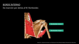 BORDE INTERNO
Da inserción por detrás al M. Romboides
Romboides menor
Romboides mayor
Moore K.L. Anatomía Humana con Orientación Clínica Editorial Médica Panamericana. Barcelona
 