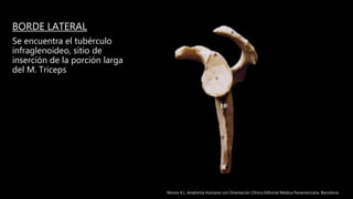 BORDE LATERAL
Se encuentra el tubérculo
infraglenoideo, sitio de
inserción de la porción larga
del M. Triceps
Moore K.L. Anatomía Humana con Orientación Clínica Editorial Médica Panamericana. Barcelona
 