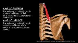 ANGULO SUPERIOR
Formado por la unión del borde
superior y el borde medial.
En él se inserta el M. elevador de
la escapula
ANGULO INFERIOR
Formado por la unión del borde
medial con el borde lateral
Sobre él se inserta el M. dorsal
ancho
Moore K.L. Anatomía Humana con Orientación Clínica Editorial Médica Panamericana. Barcelona
 