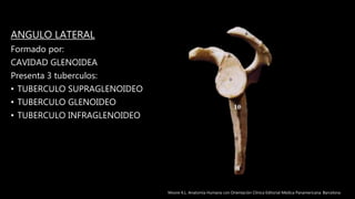 ANGULO LATERAL
Formado por:
CAVIDAD GLENOIDEA
Presenta 3 tuberculos:
• TUBERCULO SUPRAGLENOIDEO
• TUBERCULO GLENOIDEO
• TUBERCULO INFRAGLENOIDEO
Moore K.L. Anatomía Humana con Orientación Clínica Editorial Médica Panamericana. Barcelona
 