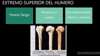 EXTREMO SUPERIOR DEL HUMERO
Hueso largo
Presenta un
cuerpo
Dos extremidades:
inferior y superior
Moore K.L. Anatomía Humana con Orientaci
Clínica Editorial Médica Panamericana. Barcelo
 