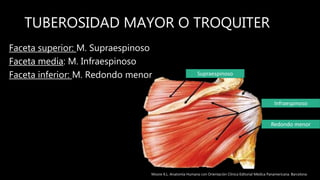 TUBEROSIDAD MAYOR O TROQUITER
Faceta superior: M. Supraespinoso
Faceta media: M. Infraespinoso
Faceta inferior: M. Redondo menor Supraespinoso
Infraespinoso
Redondo menor
Moore K.L. Anatomía Humana con Orientación Clínica Editorial Médica Panamericana. Barcelona
 
