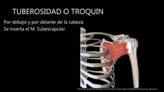 TUBEROSIDAD O TROQUIN
Por debajo y por delante de la cabeza
Se inserta el M. Subescapular
Moore K.L. Anatomía Humana con Orientación Clínica Editorial Médica Panamericana. Barcelona
 