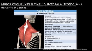 MÚSCULOS QUE UNEN EL CÍNGULO PECTORAL AL TRONCO: Son 6
dispuestos en 3 planos
Latarjet M. y Ruíz Liard A. Anatomía Humana. Editorial Médica Panamericana. Barcelona
 