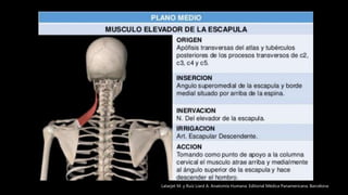 Latarjet M. y Ruíz Liard A. Anatomía Humana. Editorial Médica Panamericana. Barcelona
 
