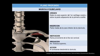 Latarjet M. y Ruíz Liard A. Anatomía Humana. Editorial Médica Panamericana. Barcelona
 