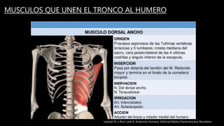 MUSCULOS QUE UNEN EL TRONCO AL HUMERO
Latarjet M. y Ruíz Liard A. Anatomía Humana. Editorial Médica Panamericana. Barcelona
 