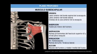 Latarjet M. y Ruíz Liard A. Anatomía Humana. Editorial Médica Panamericana. Barcelona
 