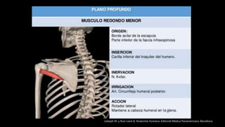 Latarjet M. y Ruíz Liard A. Anatomía Humana. Editorial Médica Panamericana. Barcelona
 