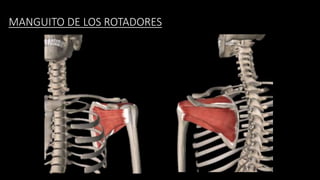 MANGUITO DE LOS ROTADORES
 