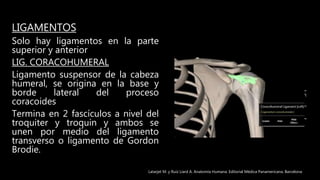 LIGAMENTOS
Solo hay ligamentos en la parte
superior y anterior
LIG. CORACOHUMERAL
Ligamento suspensor de la cabeza
humeral, se origina en la base y
borde lateral del proceso
coracoides
Termina en 2 fascículos a nivel del
troquiter y troquin y ambos se
unen por medio del ligamento
transverso o ligamento de Gordon
Brodie.
Latarjet M. y Ruíz Liard A. Anatomía Humana. Editorial Médica Panamericana. Barcelona
 