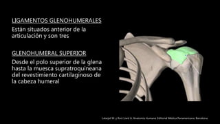 LIGAMENTOS GLENOHUMERALES
Están situados anterior de la
articulación y son tres
GLENOHUMERAL SUPERIOR
Desde el polo superior de la glena
hasta la muesca supratroquineana
del revestimiento cartilaginoso de
la cabeza humeral
Latarjet M. y Ruíz Liard A. Anatomía Humana. Editorial Médica Panamericana. Barcelona
 