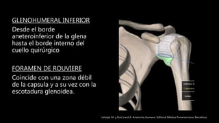 GLENOHUMERAL INFERIOR
Desde el borde
aneteroinferior de la glena
hasta el borde interno del
cuello quirúrgico
FORAMEN DE ROUVIERE
Coincide con una zona débil
de la capsula y a su vez con la
escotadura glenoidea.
Latarjet M. y Ruíz Liard A. Anatomía Humana. Editorial Médica Panamericana. Barcelona
 
