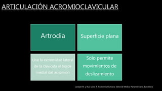 ARTICULACIÓN ACROMIOCLAVICULAR
Artrodia Superficie plana
Une la extremidad lateral
de la clavícula al borde
medial del acromion
Solo permite
movimientos de
deslizamiento
Latarjet M. y Ruíz Liard A. Anatomía Humana. Editorial Médica Panamericana. Barcelona
 