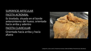 SUPERFICIE ARTICULAR
FACETA ACROMIAL
Es biselada, situada en el borde
anterointerno del hueso, orientada
hacía arriba y adentro
FACETA CLAVICULAR
Orientada hacía arriba y hacía
afuera
Latarjet M. y Ruíz Liard A. Anatomía Humana. Editorial Médica Panamericana. Barcelona
 