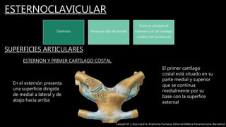 ESTERNOCLAVICULAR
Diartrosis Forma en silla de montar
Pone en contacto al
esternón y el 1er cartílago
costal y con la clavícula
SUPERFICIES ARTICULARES
ESTERNON Y PRIMER CARTILAGO COSTAL
En el esternón presenta
una superficie dirigida
de medial a lateral y de
abajo hacía arriba
El primer cartílago
costal está situado en su
parte medial y superior
que se continua
medialmente por su
base con la superfice
external
Latarjet M. y Ruíz Liard A. Anatomía Humana. Editorial Médica Panamericana. Barcelona
 