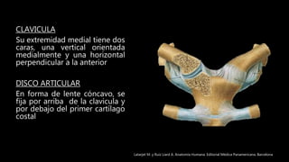 CLAVICULA
Su extremidad medial tiene dos
caras, una vertical orientada
medialmente y una horizontal
perpendicular a la anterior
DISCO ARTICULAR
En forma de lente cóncavo, se
fija por arriba de la clavicula y
por debajo del primer cartílago
costal
Latarjet M. y Ruíz Liard A. Anatomía Humana. Editorial Médica Panamericana. Barcelona
 