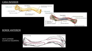 BORDE ANTERIOR
CARA INFERIOR
VISTA SUPERIOR
(CLAVICULA IZQUIERDA)
 