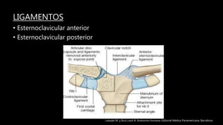 LIGAMENTOS
• Esternoclavicular anterior
• Esternoclavicular posterior
Latarjet M. y Ruíz Liard A. Anatomía Humana. Editorial Médica Panamericana. Barcelona
 