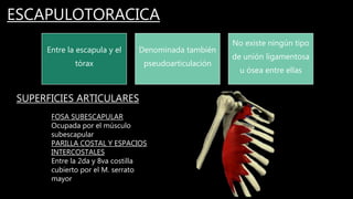 ESCAPULOTORACICA
Entre la escapula y el
tórax
Denominada también
pseudoarticulación
No existe ningún tipo
de unión ligamentosa
u ósea entre ellas
SUPERFICIES ARTICULARES
FOSA SUBESCAPULAR
Ocupada por el músculo
subescapular
PARILLA COSTAL Y ESPACIOS
INTERCOSTALES
Entre la 2da y 8va costilla
cubierto por el M. serrato
mayor
 