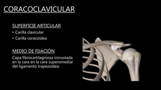 CORACOCLAVICULAR
SUPERFICIE ARTICULAR
• Carilla clavicular
• Carilla coracoidea
MEDIO DE FIJACIÓN
Capa fibrocartilaginosa incrustada
en la cara en la cara superomedial
del ligamento trapezoideo
 