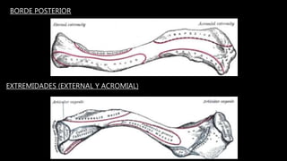 BORDE POSTERIOR
EXTREMIDADES (EXTERNAL Y ACROMIAL)
 